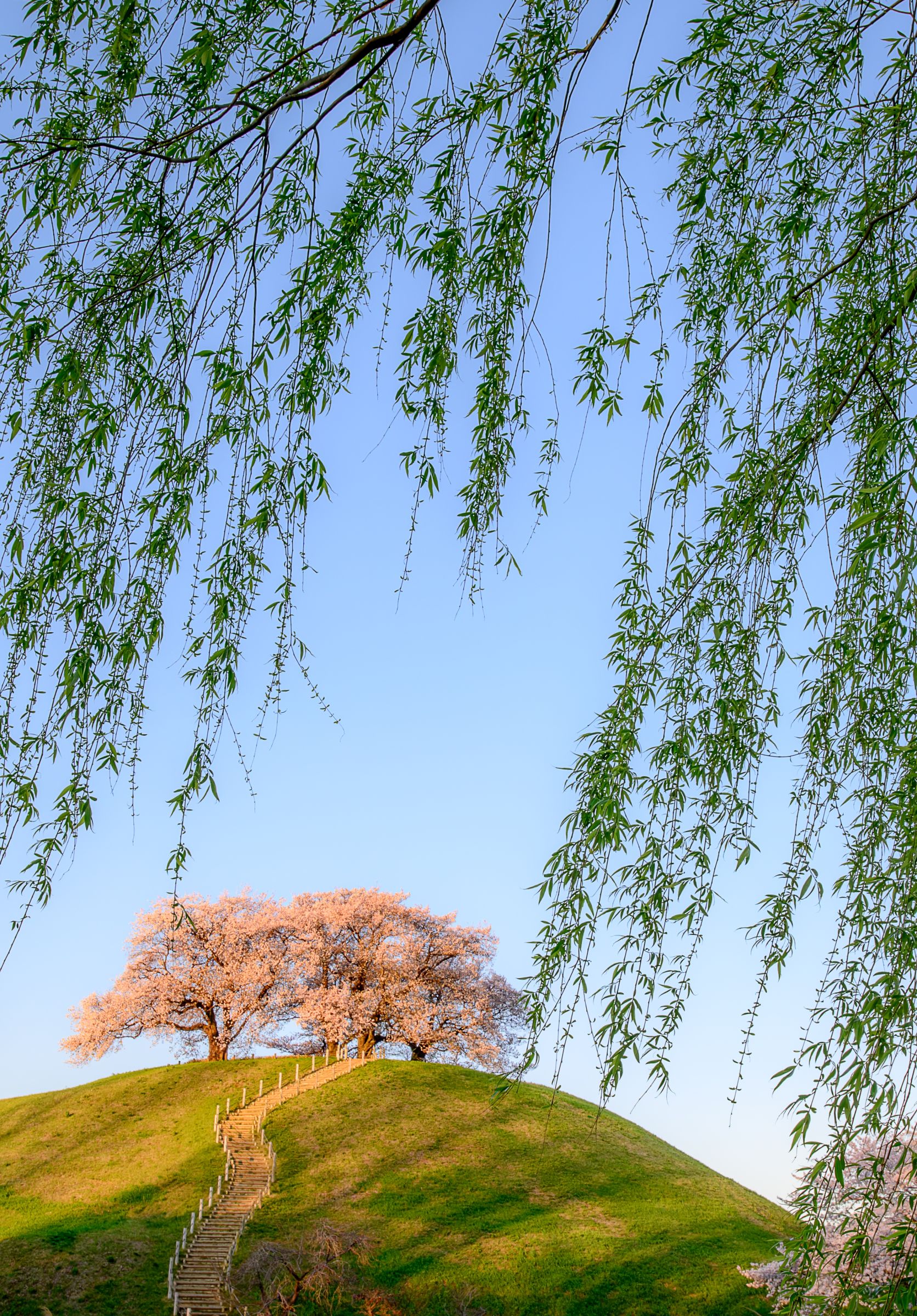 入賞写真